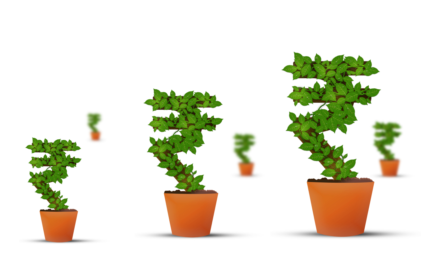 Growing rupee plant